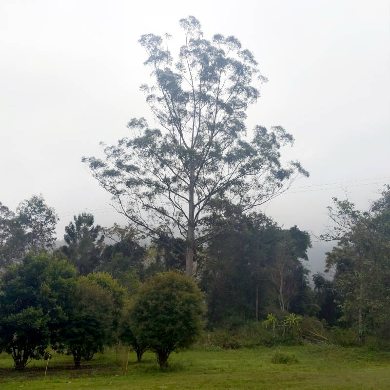 A hazy country scene, a large gum tree looming in the rear.
