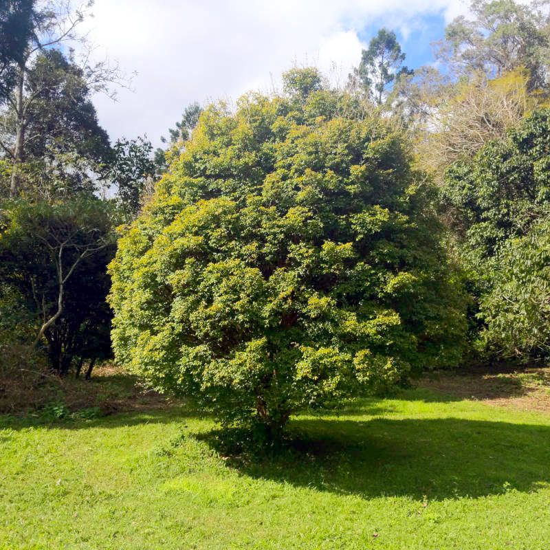 A tree, a shadow of said tree, and a bit of sky.