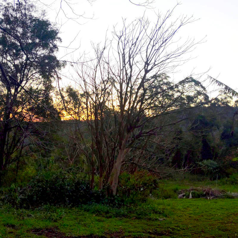 The skeleton of a tree, a sunset and horizon.