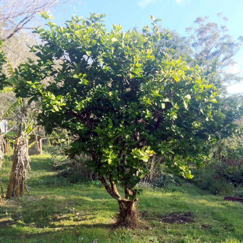 Tree, tree, tree, tree. It's a tree. Not three. Just a tree.