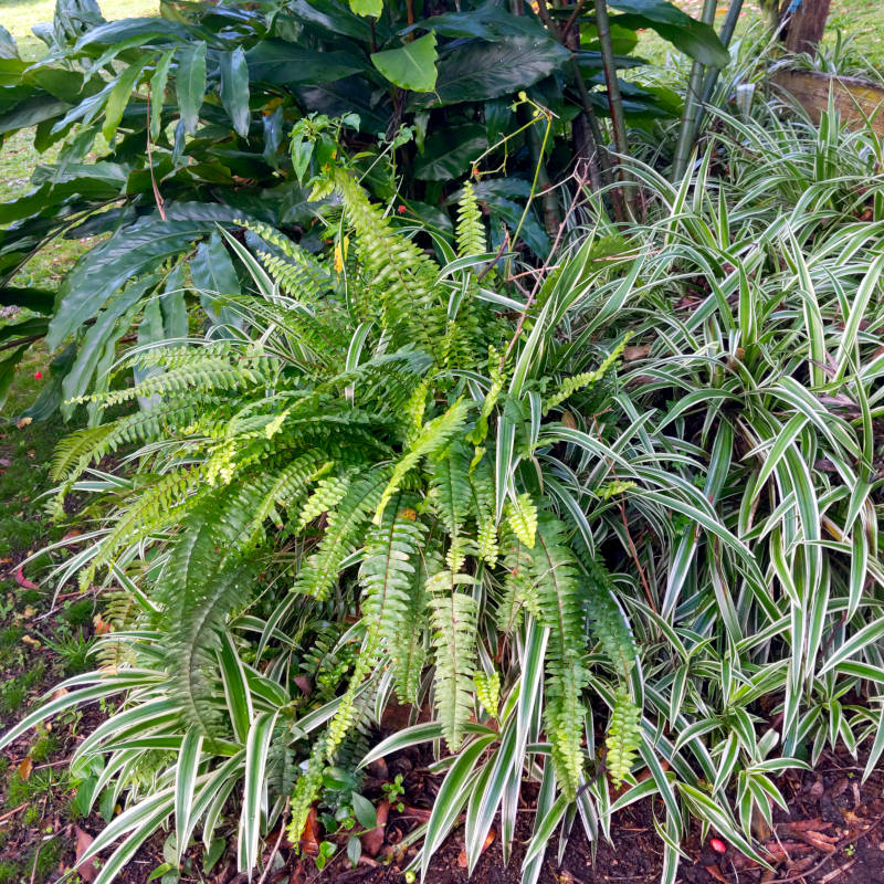 More foliage.