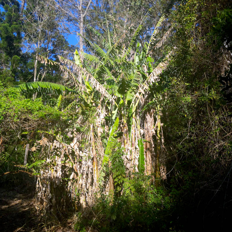 More foliage.