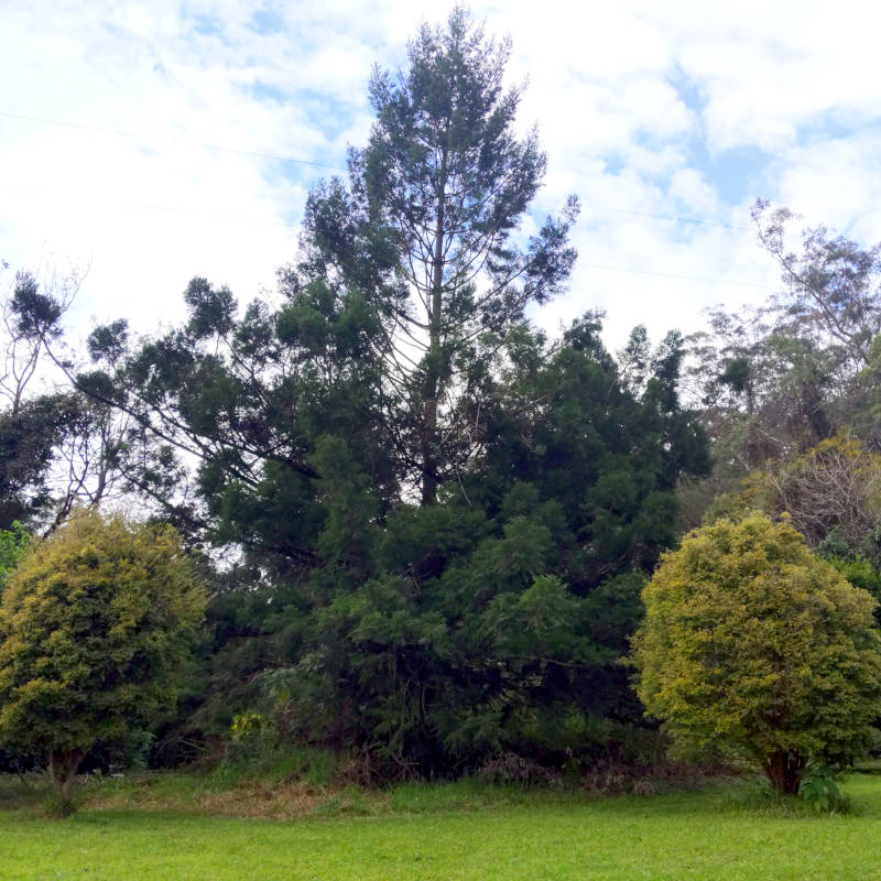 More foliage.
