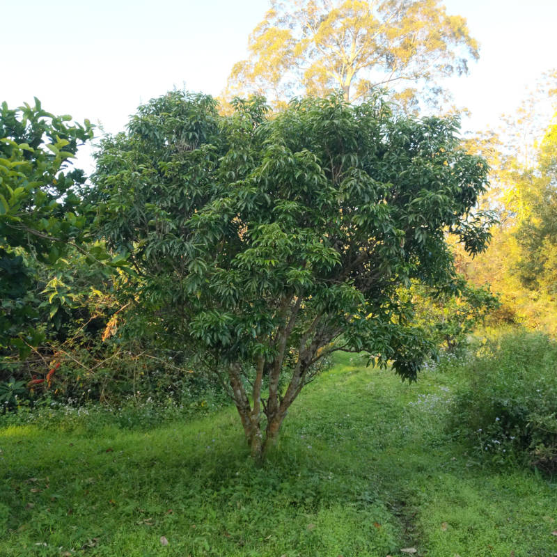 More foliage.