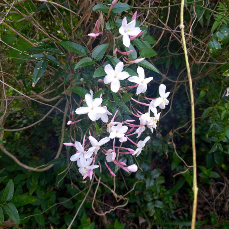 Jasmine flowers.