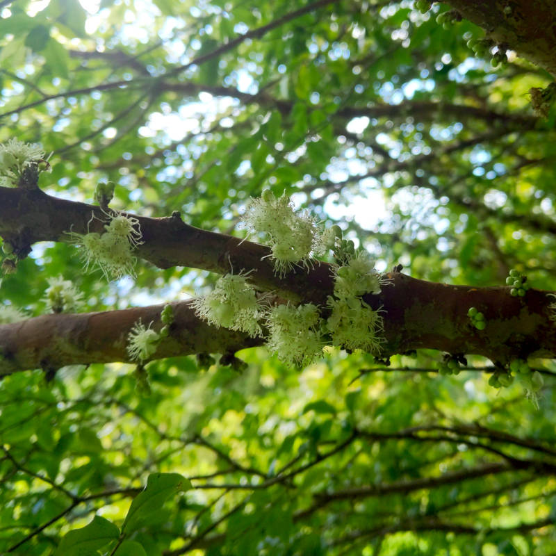 Jaboticaba flowers.