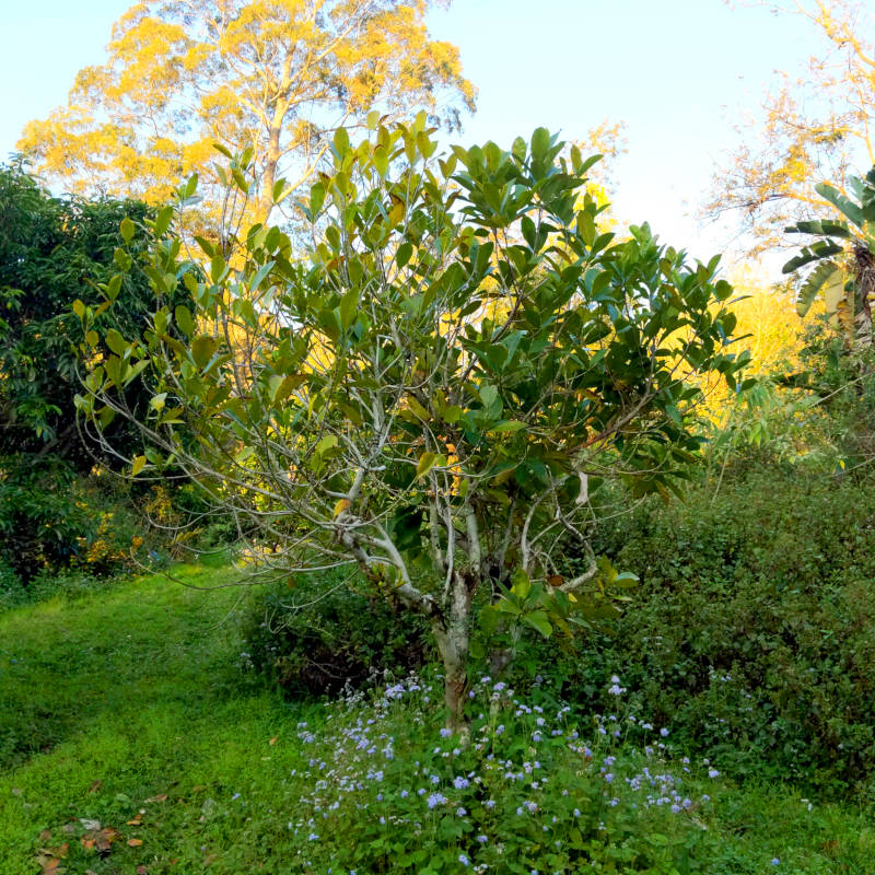 Foliage.