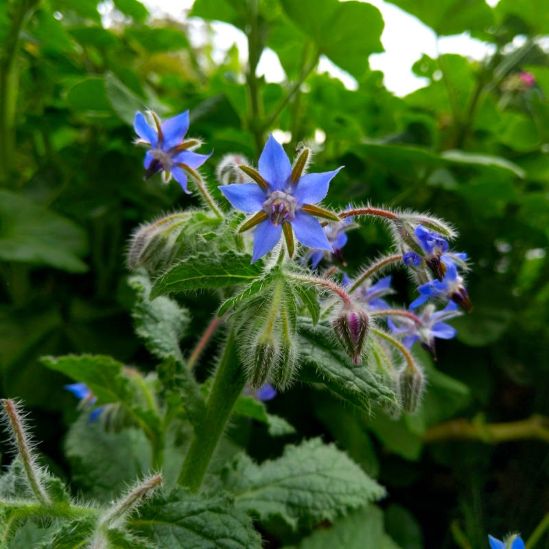 Flowers ahoy.