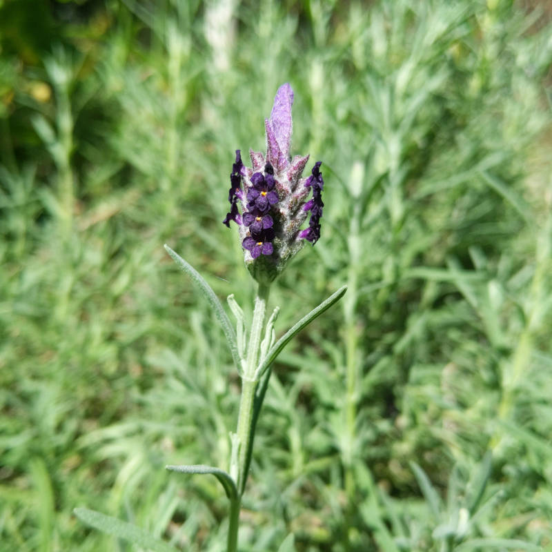 A purple flower, yes it is.