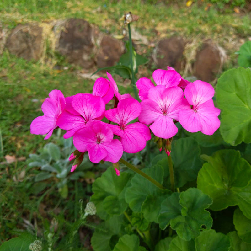 Methinks tis a flower.