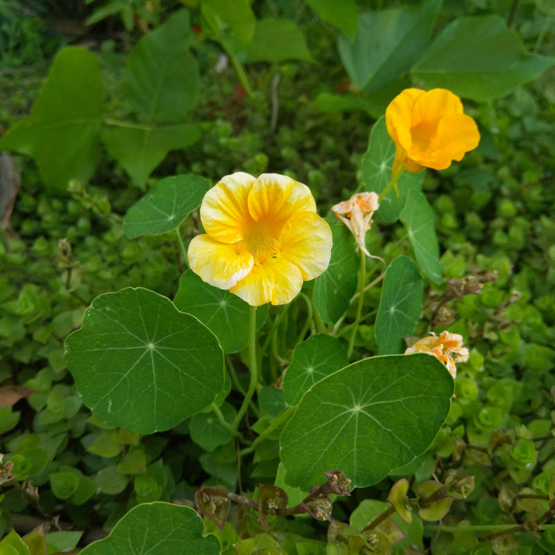 Methinks tis a yellow flower.