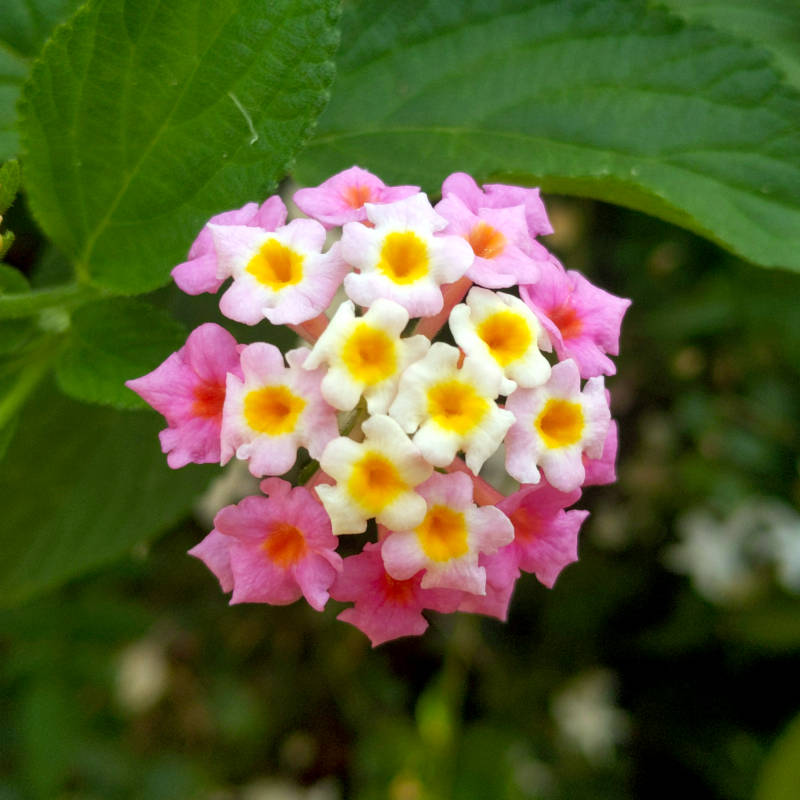 Flowers, smaller than that might first appear to be.