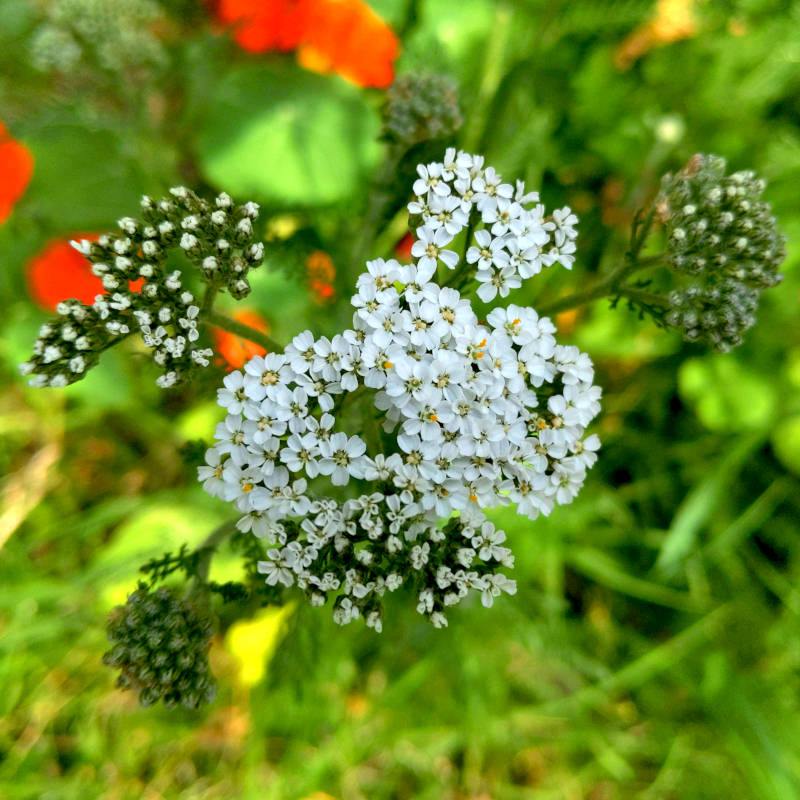Flowers, as small as they probably look.