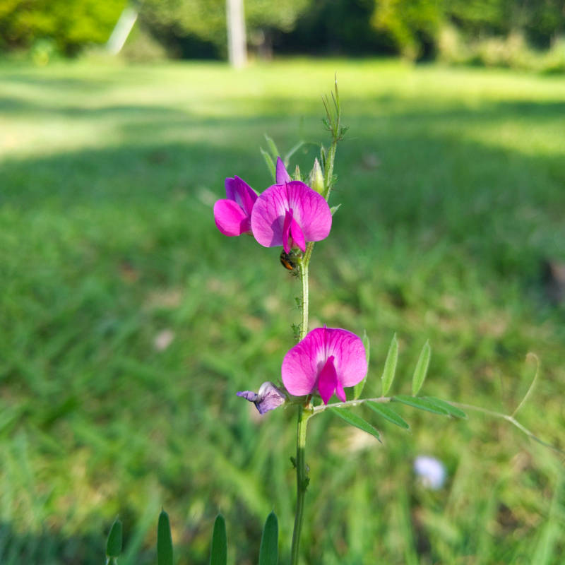 Flowers, substantially smaller than they look.