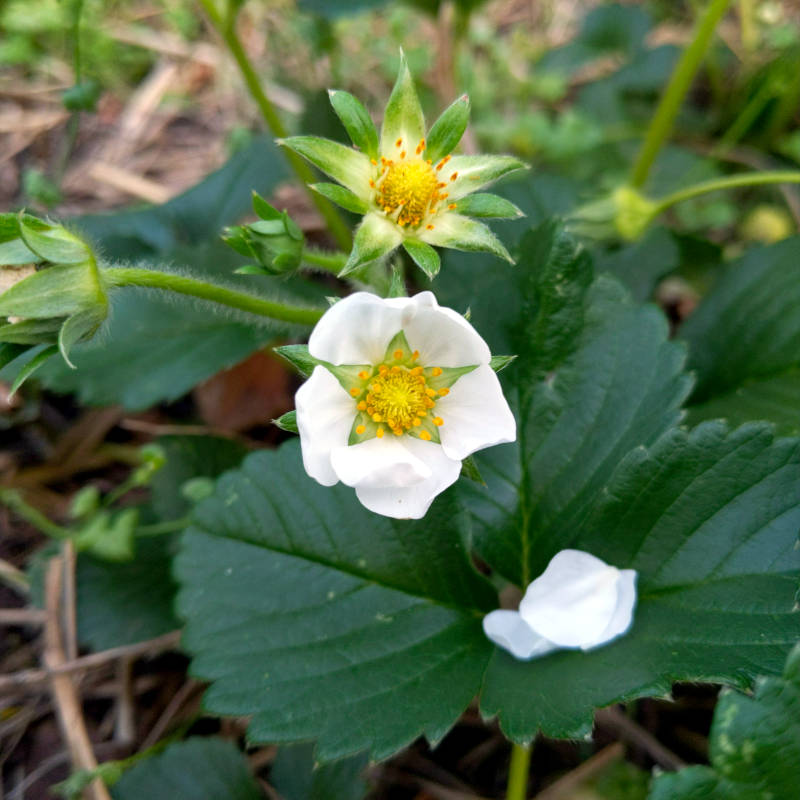 Strawberry flowers.